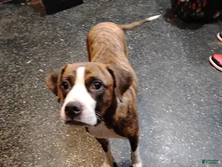 Mixed Breed dogs American Pitbull terrier - Ad 4