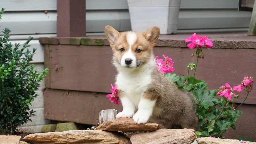 Welsh Corgi Pembroke dogs Berry - Ad 1