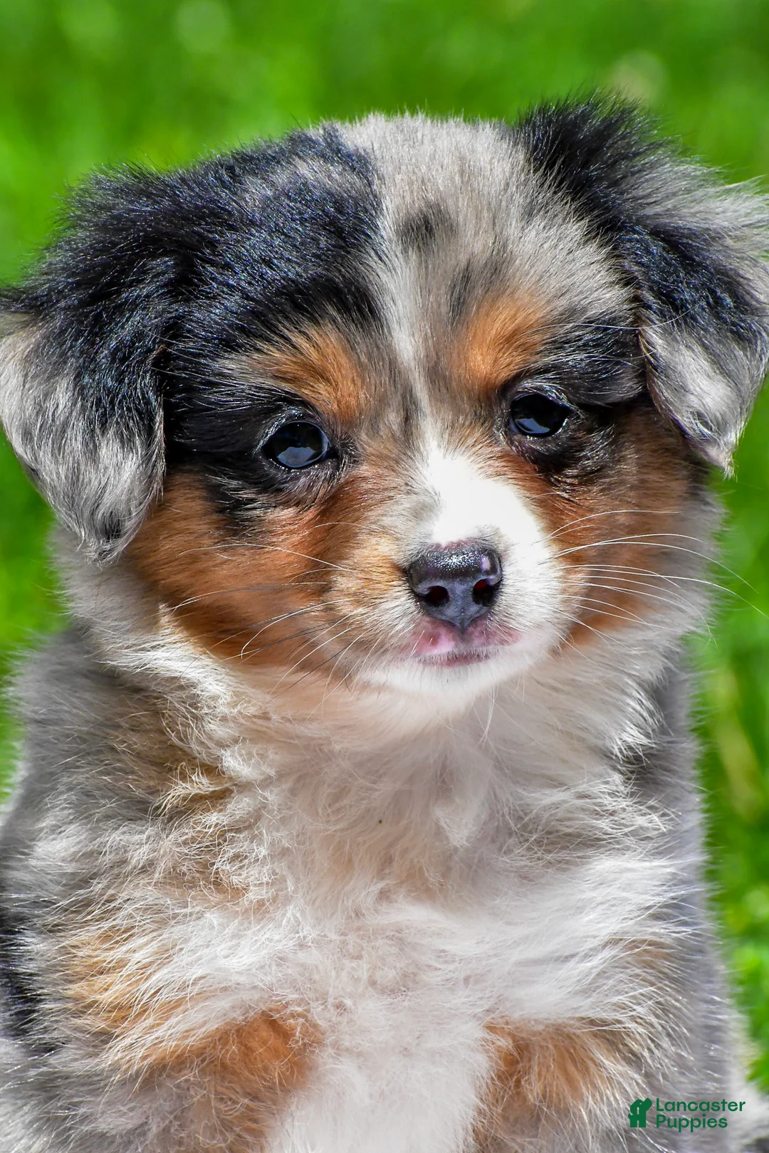 Miniature Australian Shepherd dogs for sale: Felisha - Ad 1