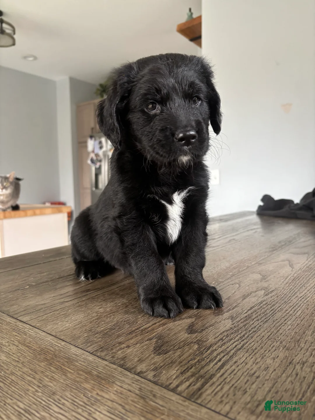 Mixed Breed dogs for sale: Meet Penelope “Sweet Pea”! - Ad 1