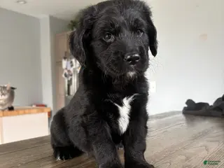 Mixed Breed dogs Meet Penelope “Sweet Pea”! - Ad 2