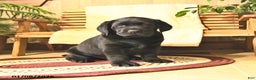 Labrador Retriever dogs for sale: Harley  - Ad 2