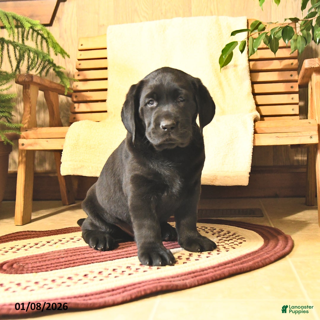 Labrador Retriever dogs for sale: Harley  - Ad 2