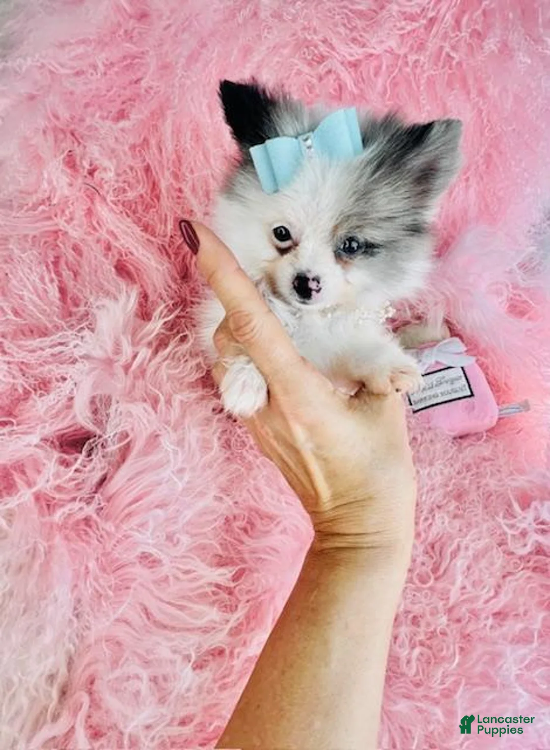 Pomeranian dogs for sale: Pomeranian Puppy 1 - Ad 2