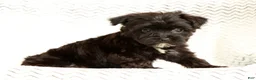 Yochon dogs for sale: Bandit - Ad 8