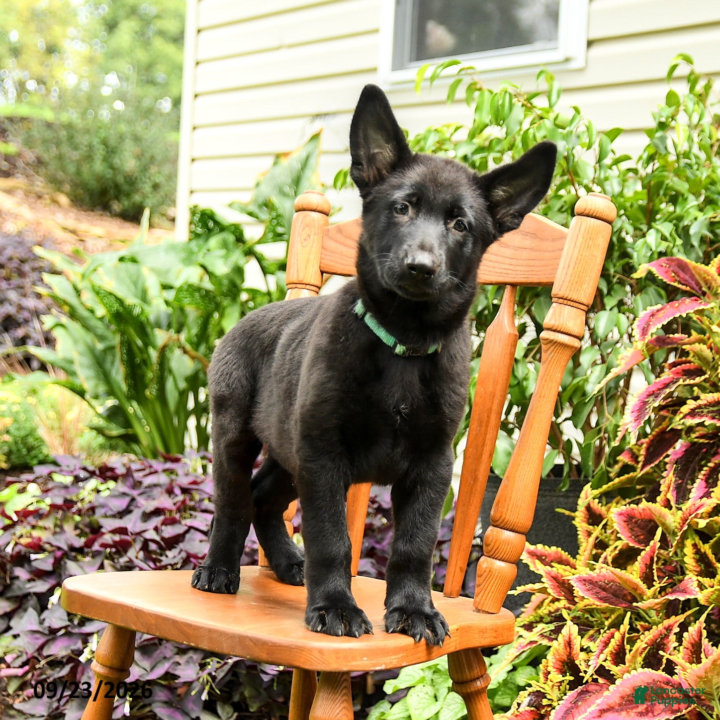 German Shepherd dogs Adler - Ad 1