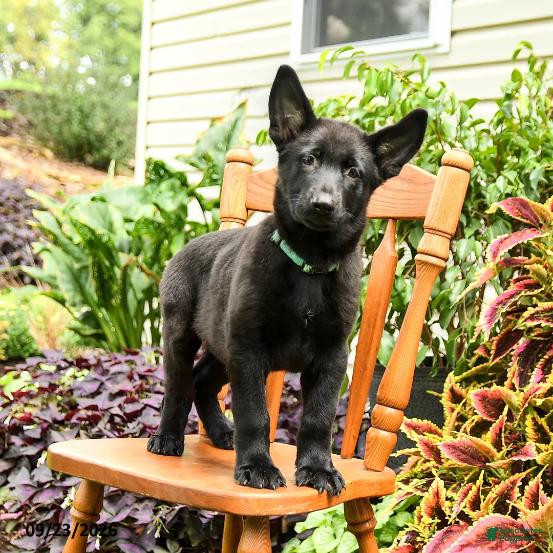 German Shepherd dogs for sale: Adler - Ad 1