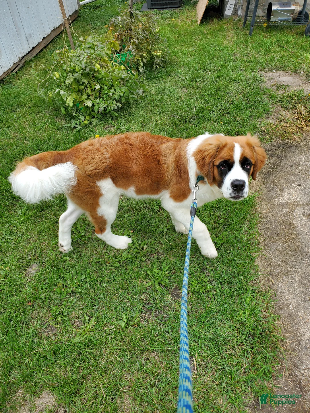 Mixed Breed dogs for sale: Zues - Ad 30