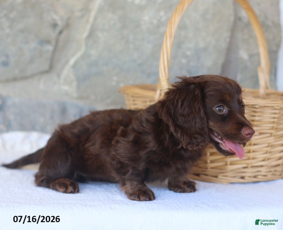 Miniature Dachshund dogs Tina - Ad 2