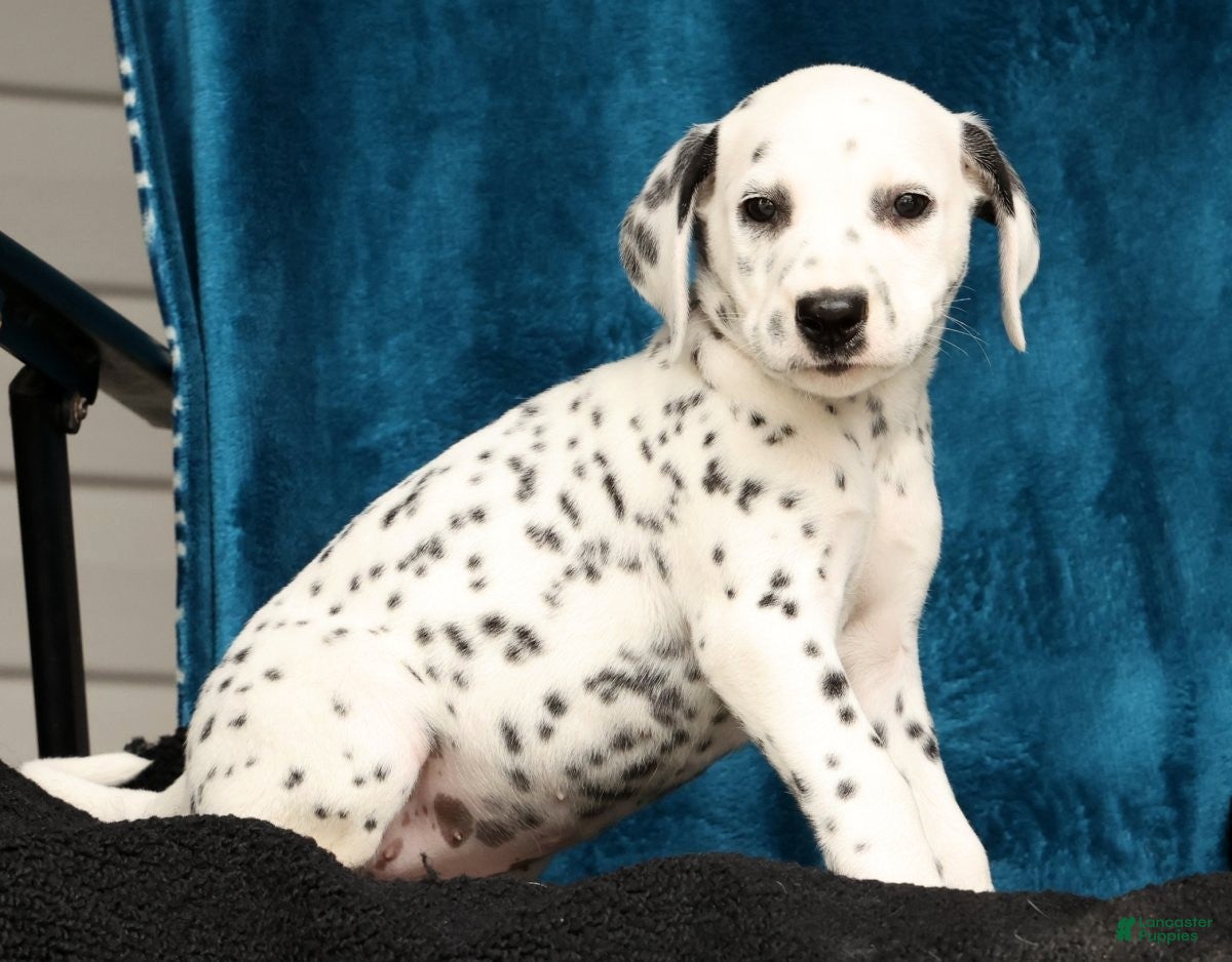 Dalmatian dogs Jenna - Ad 1