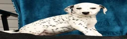 Dalmatian dogs for sale: Jenna - Ad 1