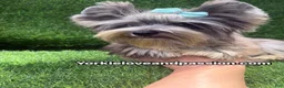 Yorkshire Terrier dogs for sale: Merle male one blue eye  - Ad 2