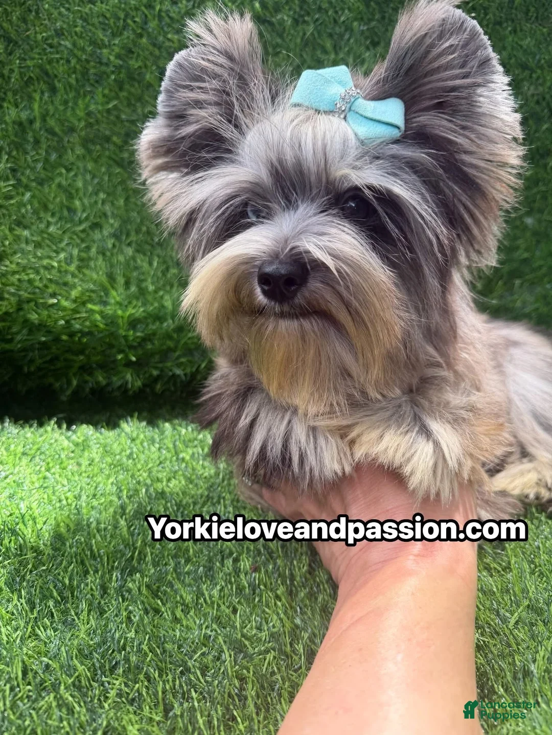 Yorkshire Terrier dogs for sale: Merle male one blue eye  - Ad 2