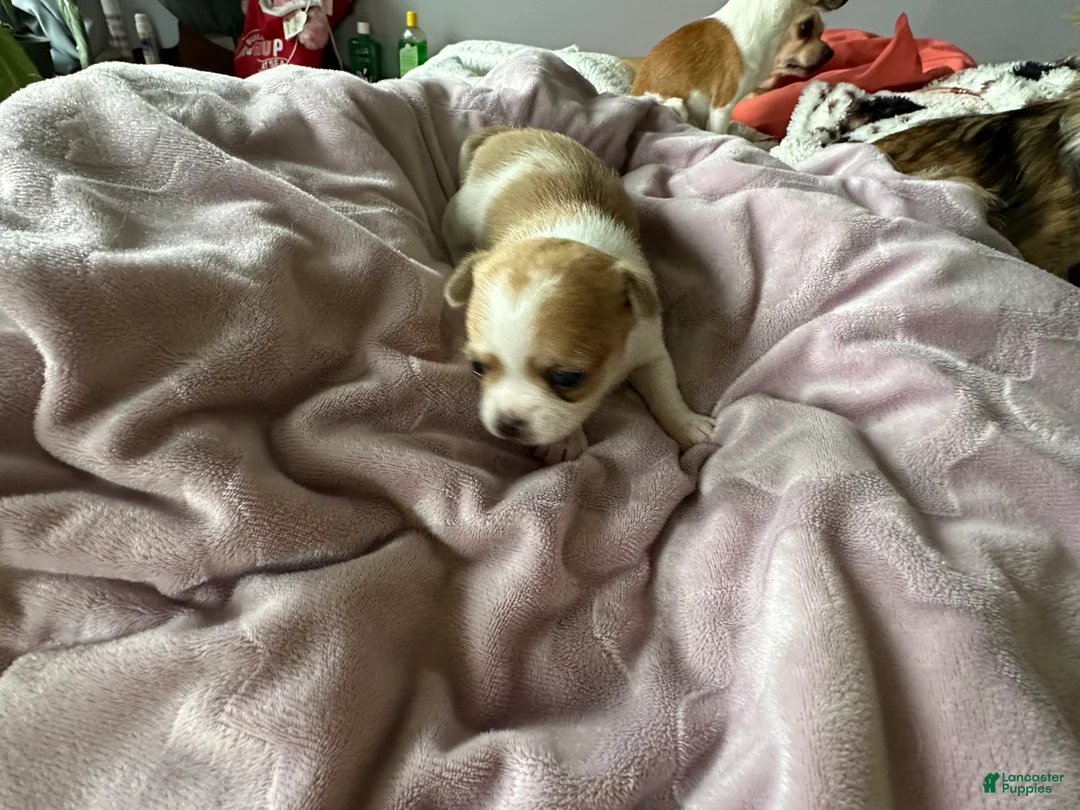 Chihuahua dogs for sale: Chihuahua Puppy 1 - Ad 2