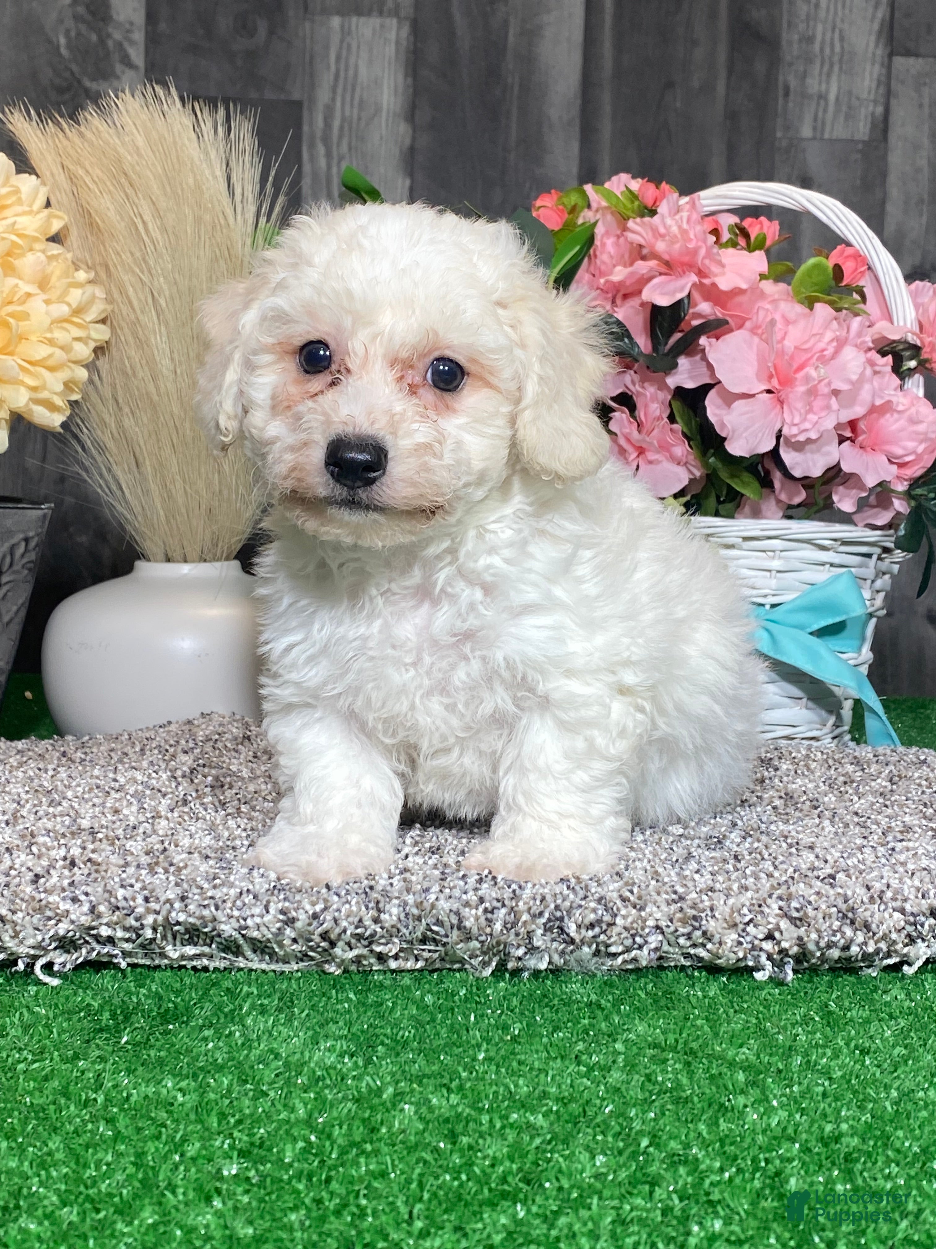 Bichon Frise dogs Bimbo  - Ad 22