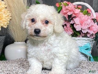 Bichon Frise dogs Bimbo - Ad 30