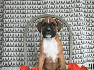 Boxer dogs Ralphie - Ad 11
