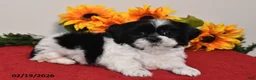 Shih Tzu dogs for sale: Leo - Ad 4
