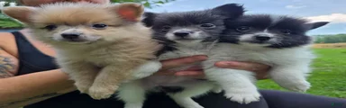 Pomeranian 1