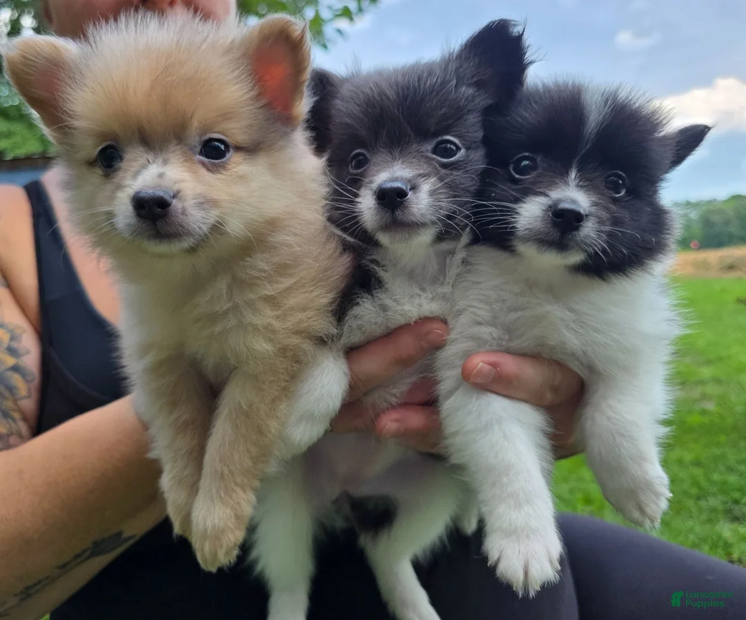 Pomeranian dogs for sale: Pomeranian 1 - Ad 1