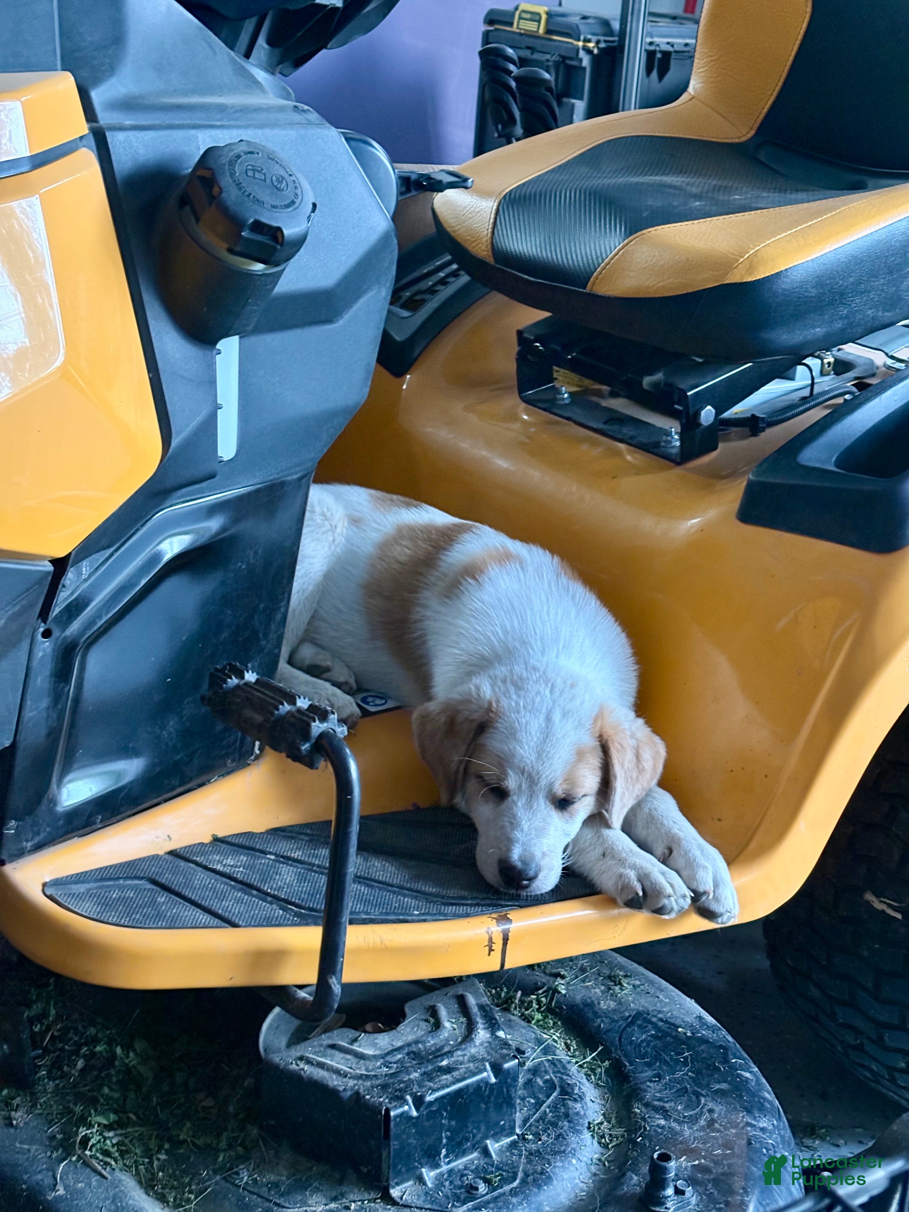 Mixed Breed dogs Harley - Ad 2