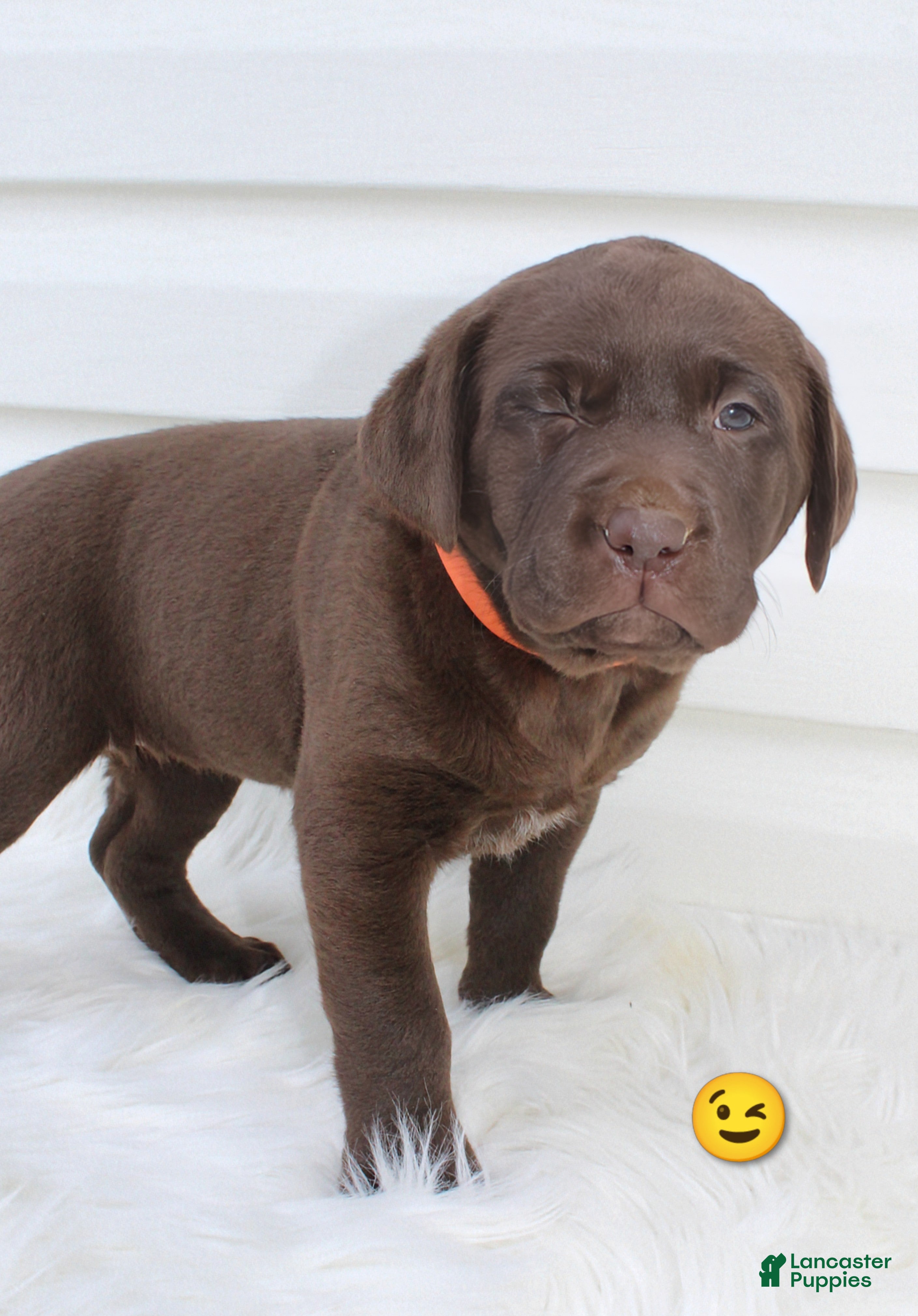 Labrador Retriever dogs for sale: Molly AKC - Ad 2