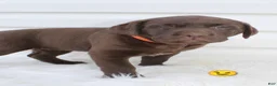 Labrador Retriever dogs for sale: Molly AKC - Ad 1