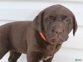 Labrador Retriever dogs for sale: Molly AKC - Ad 2