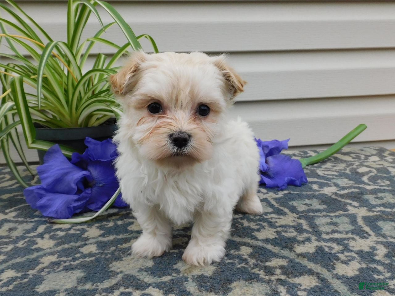 Mixed Breed dogs Keri - Ad 1