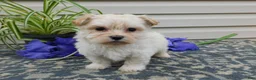 Mixed Breed dogs for sale: Keri - Ad 1