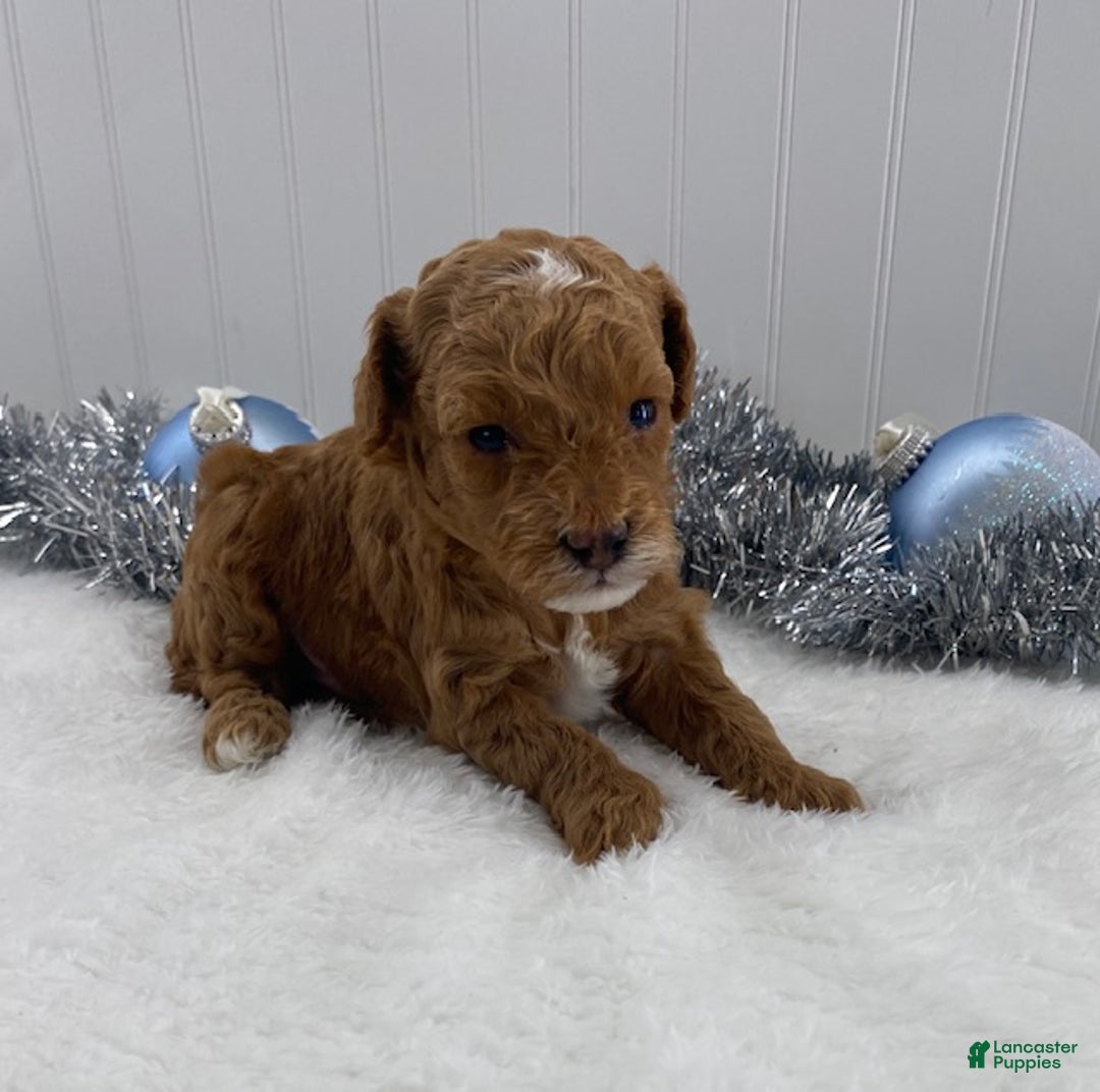 Toy Poodle dogs for sale: River - Ad 5