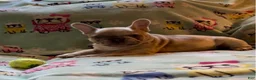 French Bulldog dogs for sale: French Bulldog 3 - Ad 4