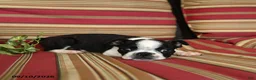 Boston Terrier dogs for sale: John - Ad 5