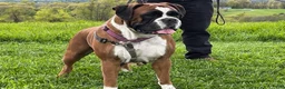 Boxer dogs for sale: Boy - Ad 4