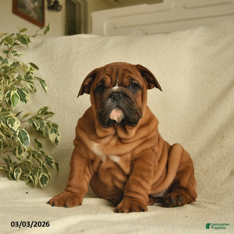 English Bulldog dogs Bria - Ad 2