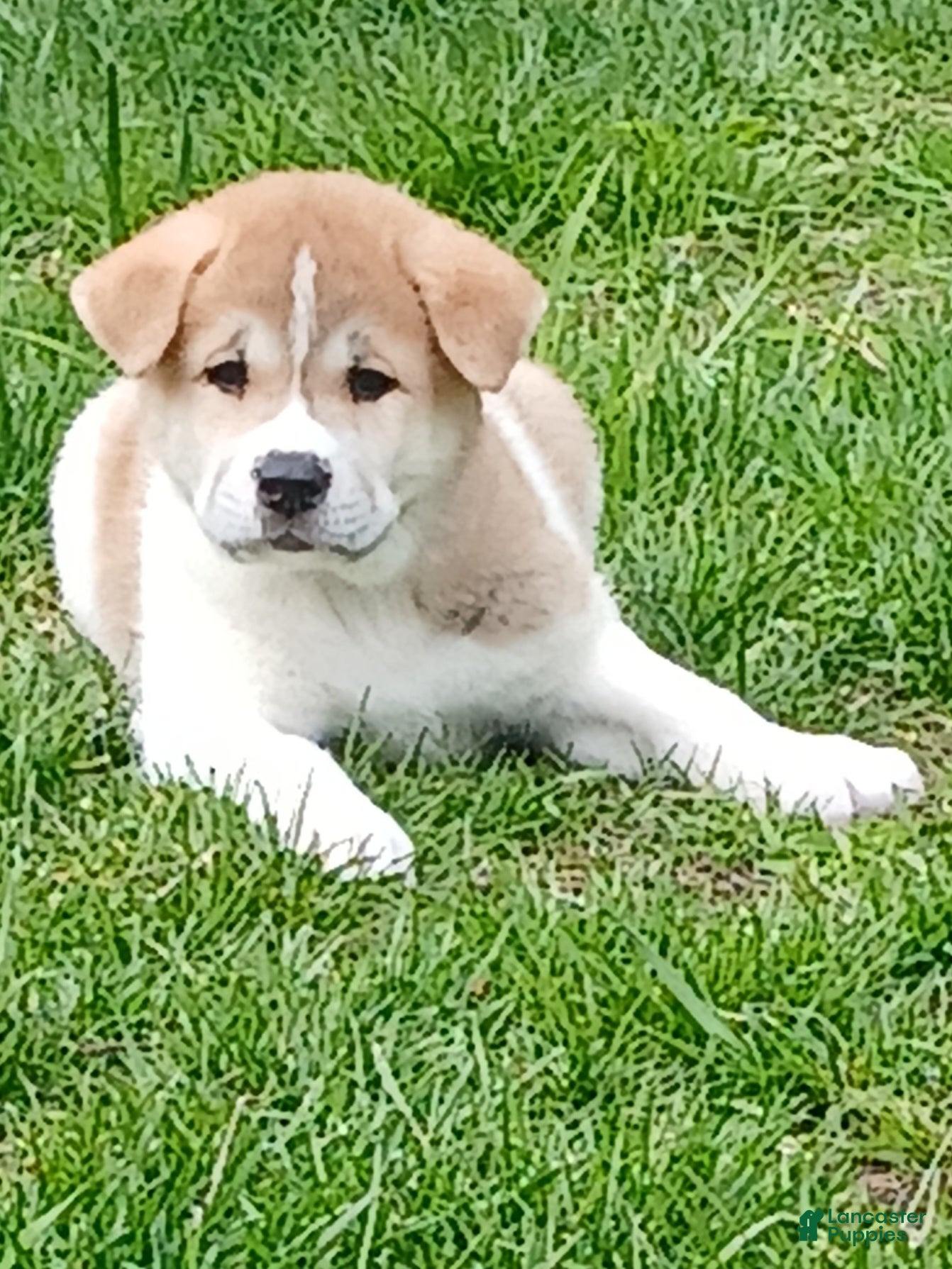 Akita dogs Aspen - Ad 1