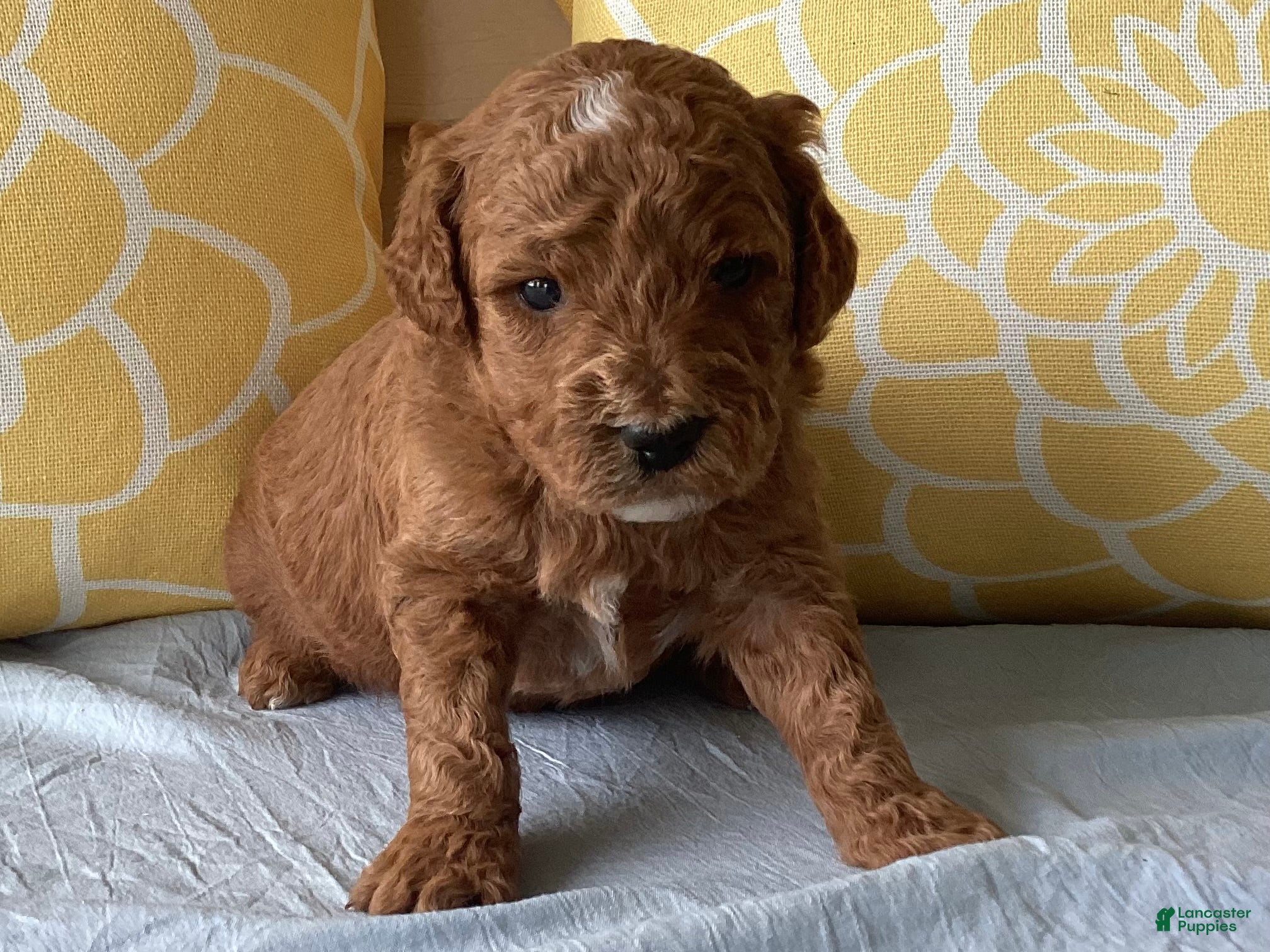 Mini Goldendoodle dogs Mini Goldendoodle “Theo” - Ad 1
