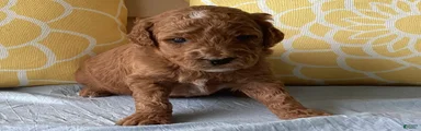 Mini Goldendoodle “Theo”