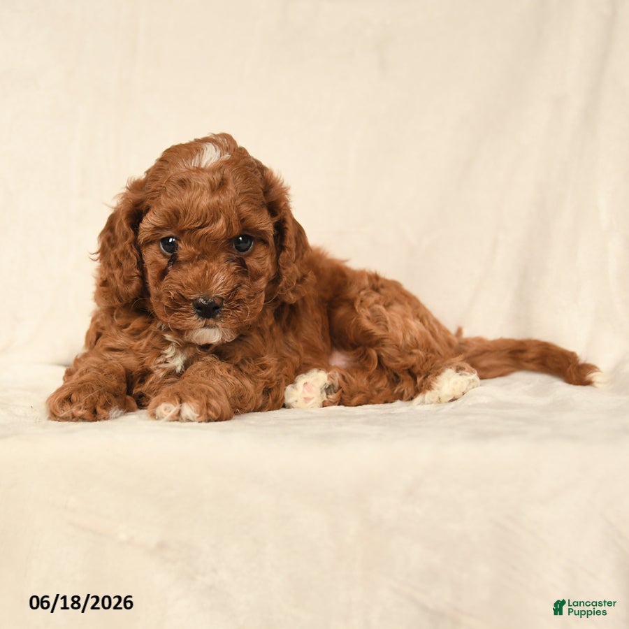 Cavapoo dogs Hope - Ad 2