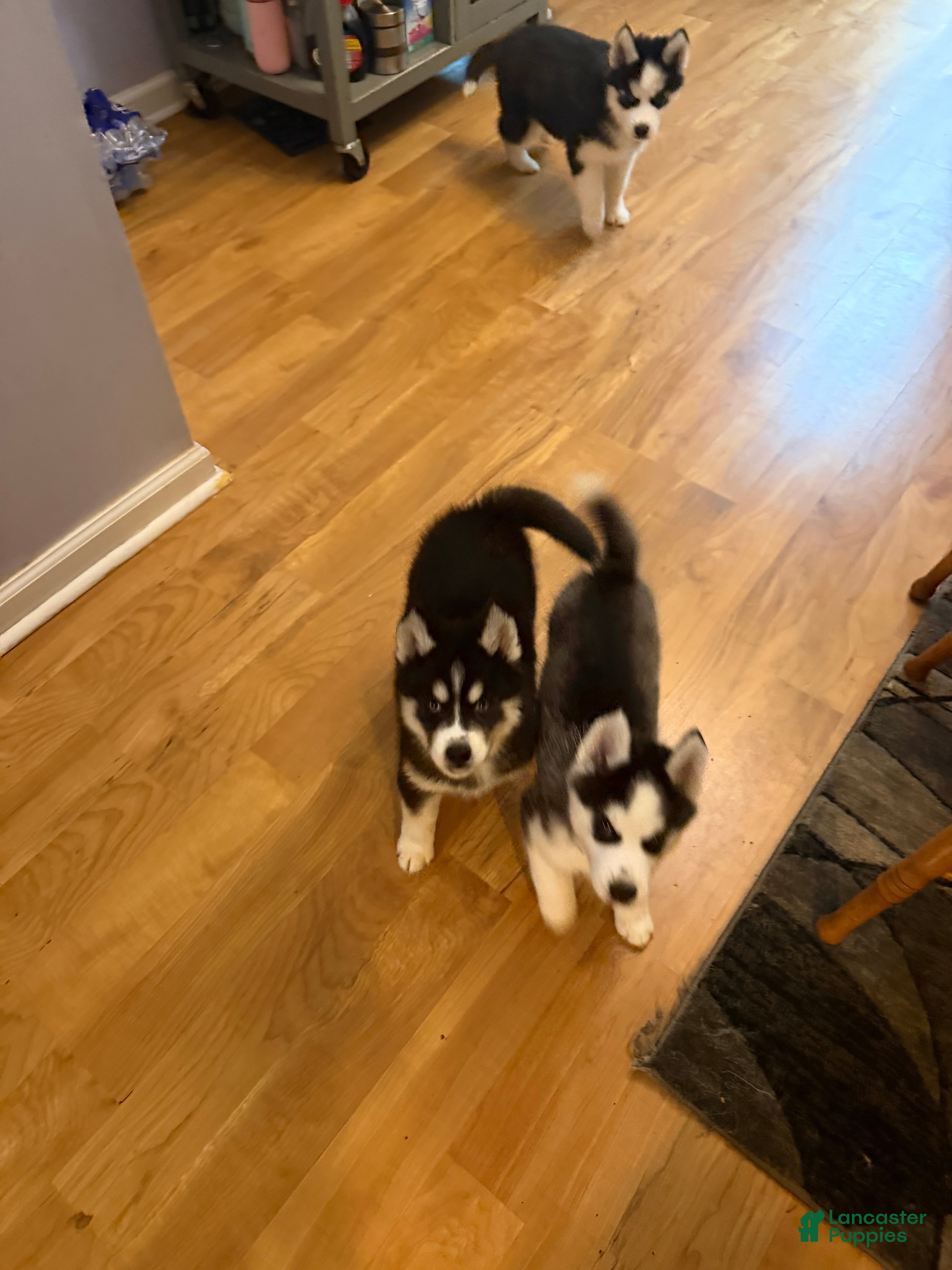 Siberian Husky dogs Bandit - Ad 40