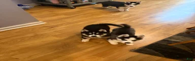Bandit