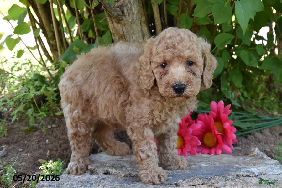 Miniature Poodle dogs for sale: James - Ad 4