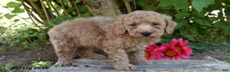 Miniature Poodle dogs for sale: James - Ad 1