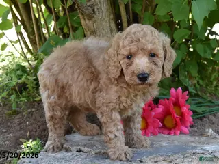 Miniature Poodle dogs for sale: James - Ad 4
