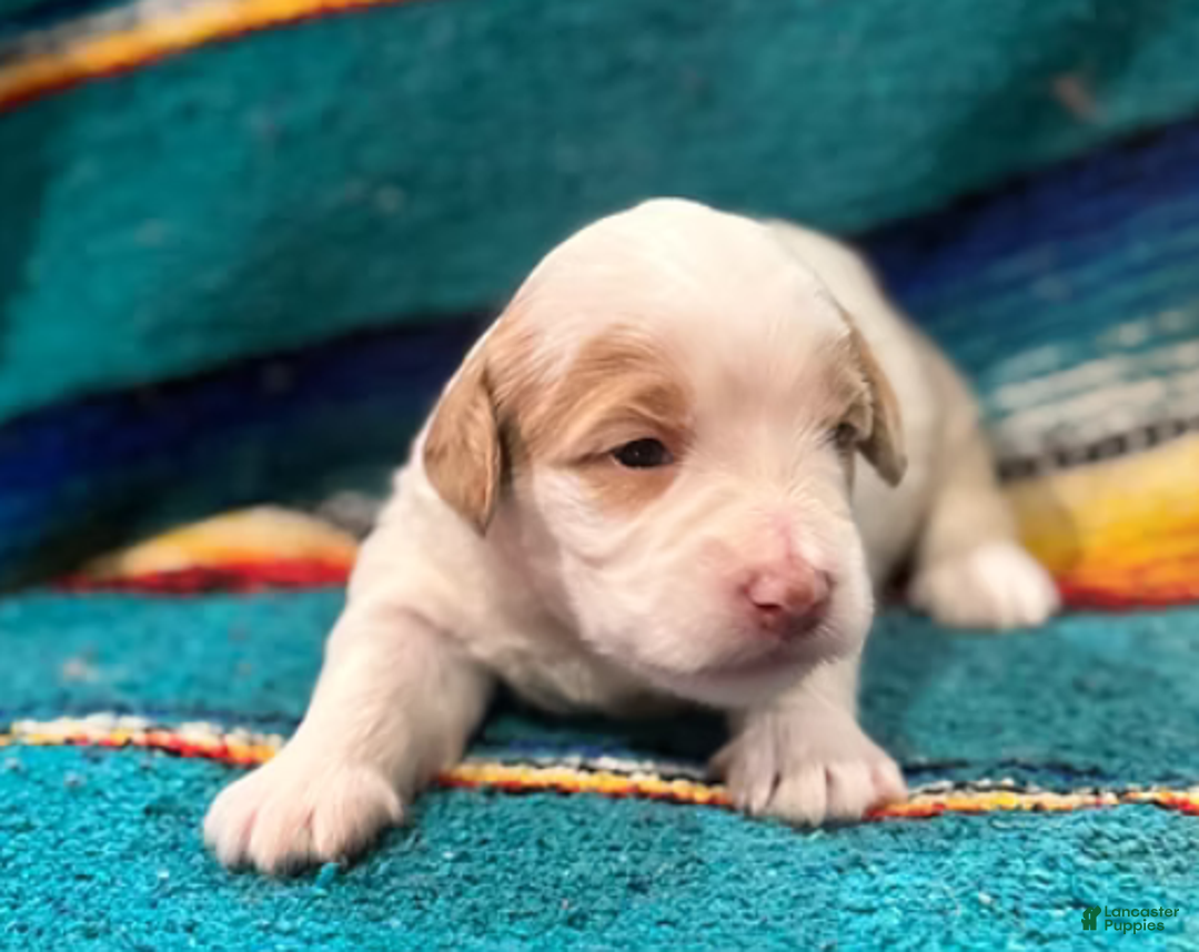 Mini Bernedoodle dogs for sale: Snow - Ad 6