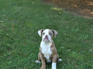 Olde English Bulldogge dogs - Ad 2