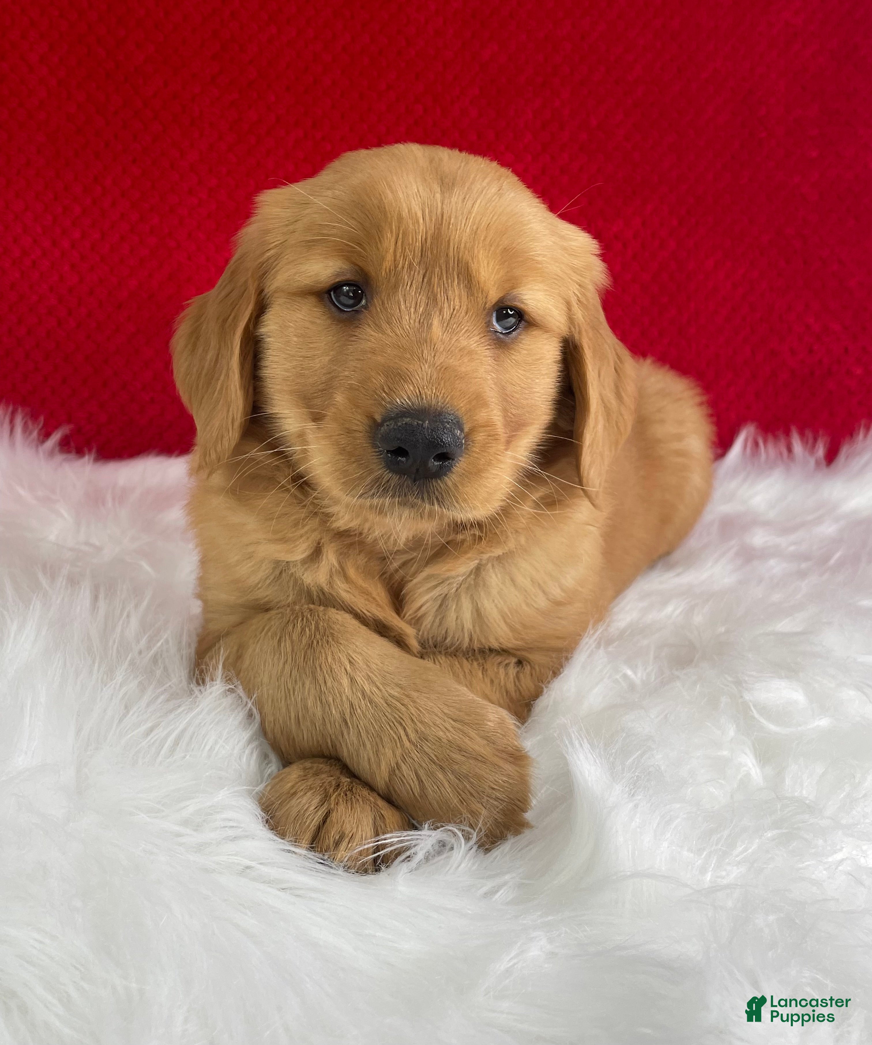 Golden Retriever dogs Scarlett - Ad 2
