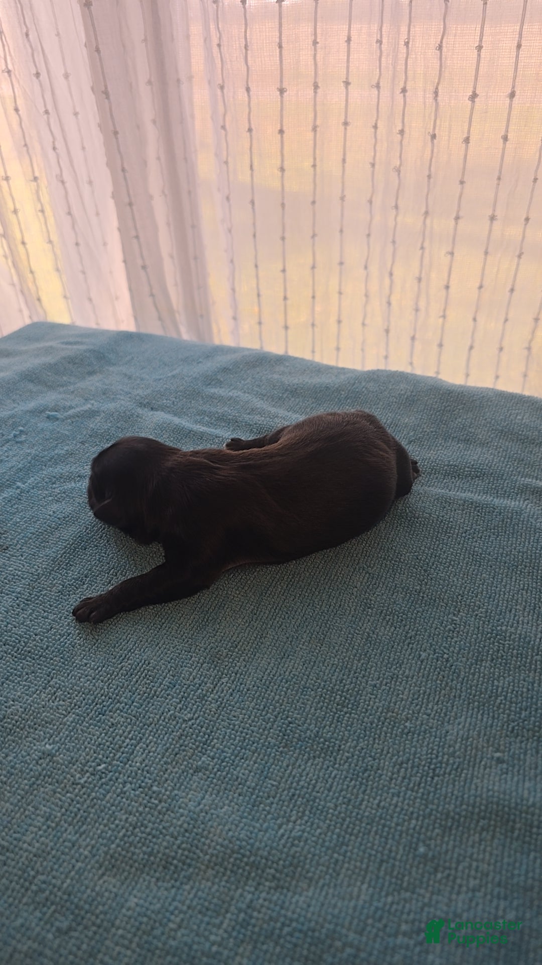 Mixed Breed dogs for sale: Tilly - Ad 3