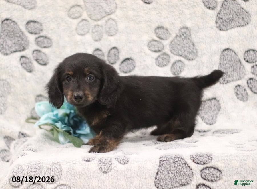Miniature Dachshund dogs Garfield - Ad 1