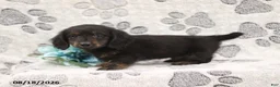 Miniature Dachshund dogs for sale: Garfield - Ad 1